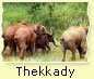 Thekkady kerala,wildlife kerala, boating kerala, elephant kerala, tour in kerala